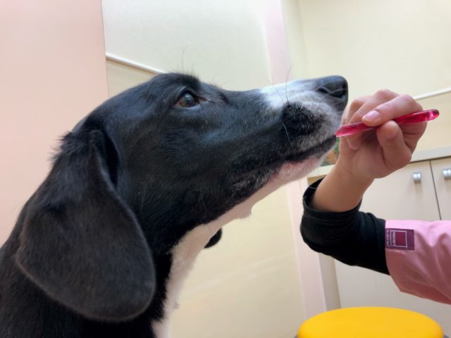 歯ブラシをよく見せて、警戒心を解いてから、実際に磨いてみましょう。